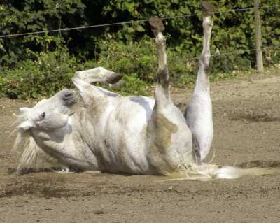 Wälzendes pferd